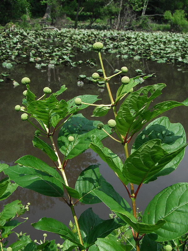 Cephalanthus occidentalis