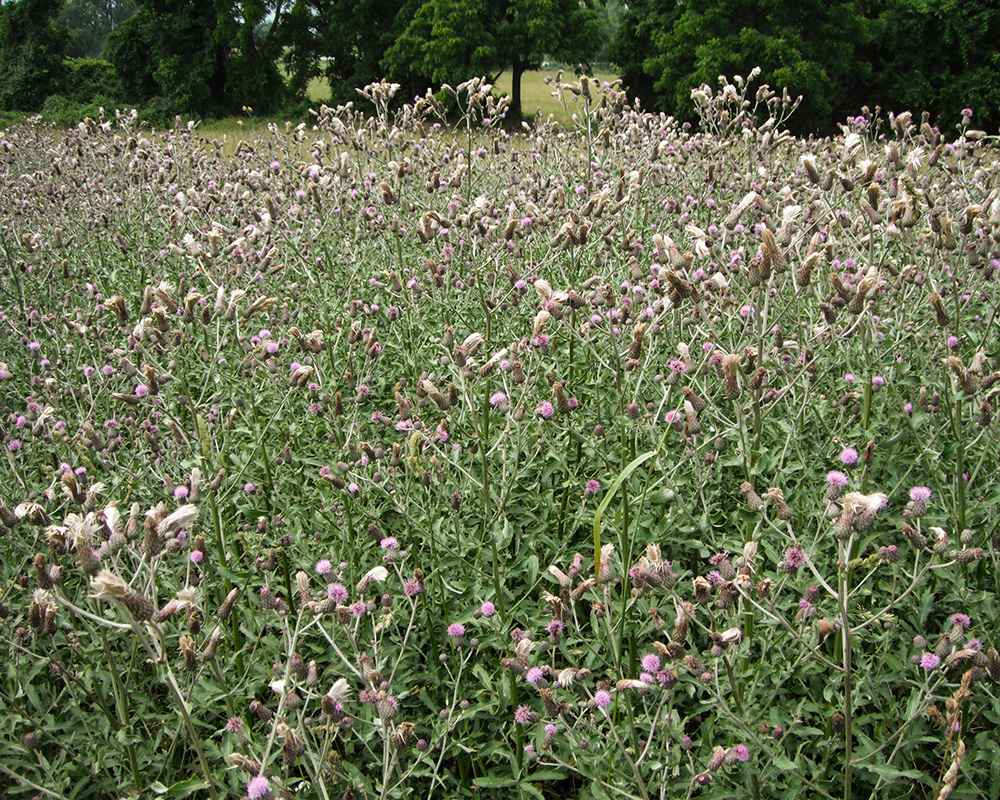 Cirsium arvense