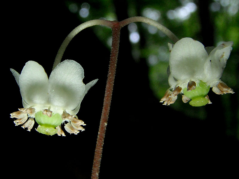 Chimaphila maculata