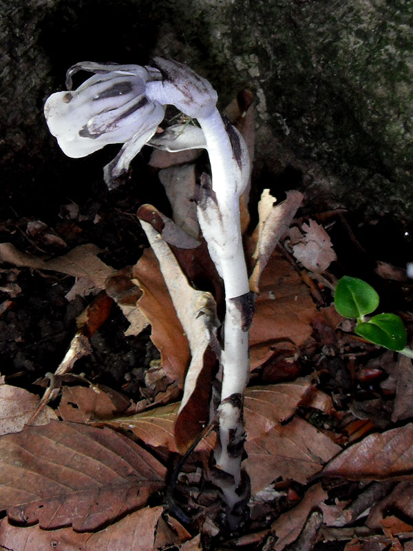 Indian-pipe