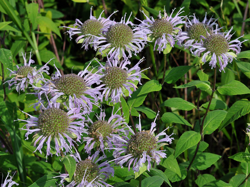 Monarda fistulosa var. fistulosa