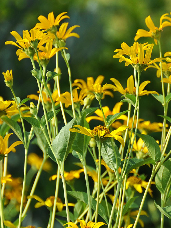 Heliopsis helianthoides var. helianthoides