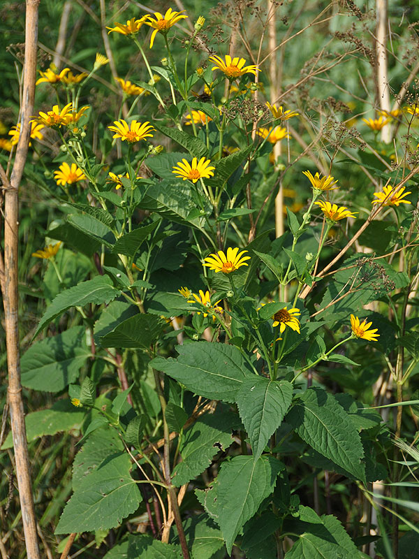 Heliopsis helianthoides var. helianthoides