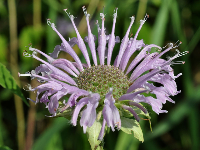 Wild Bergamot Beebalm