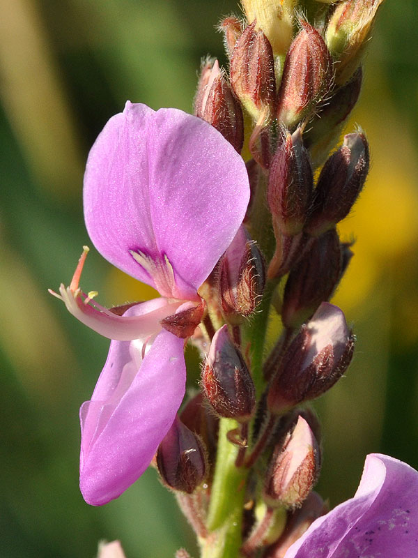 Showy Tick-trefoil