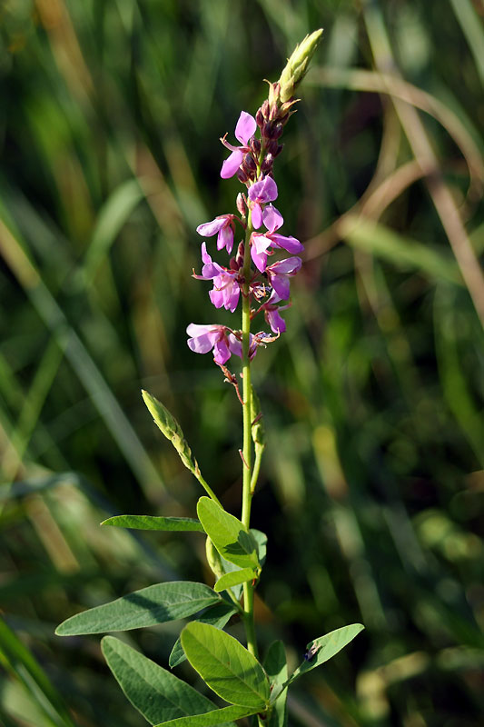 Desmodium canadense