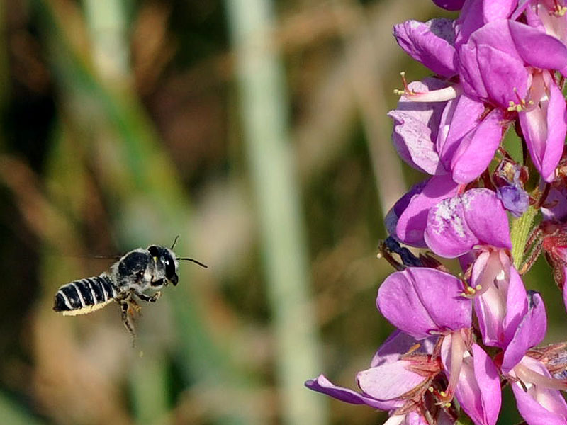 Showy Tick-trefoil