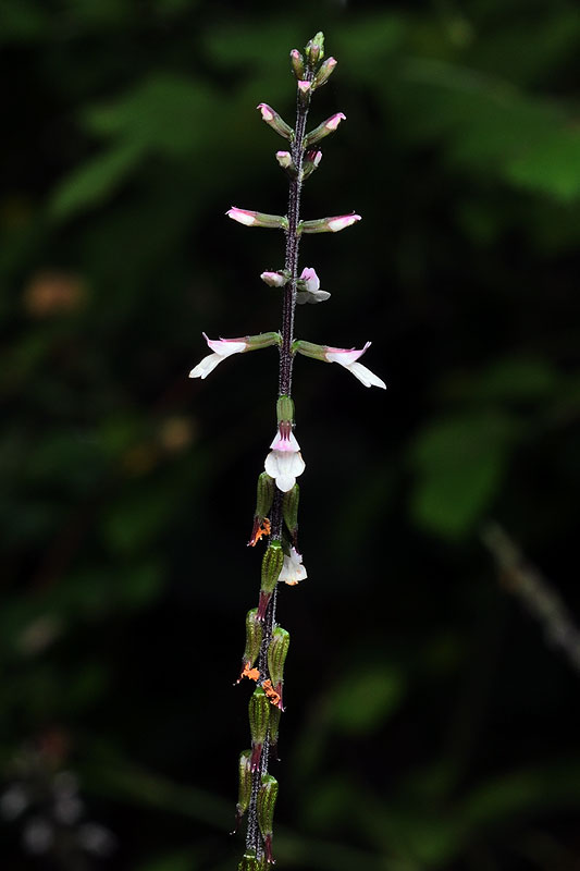 Phryma leptostachya var. leptostachya