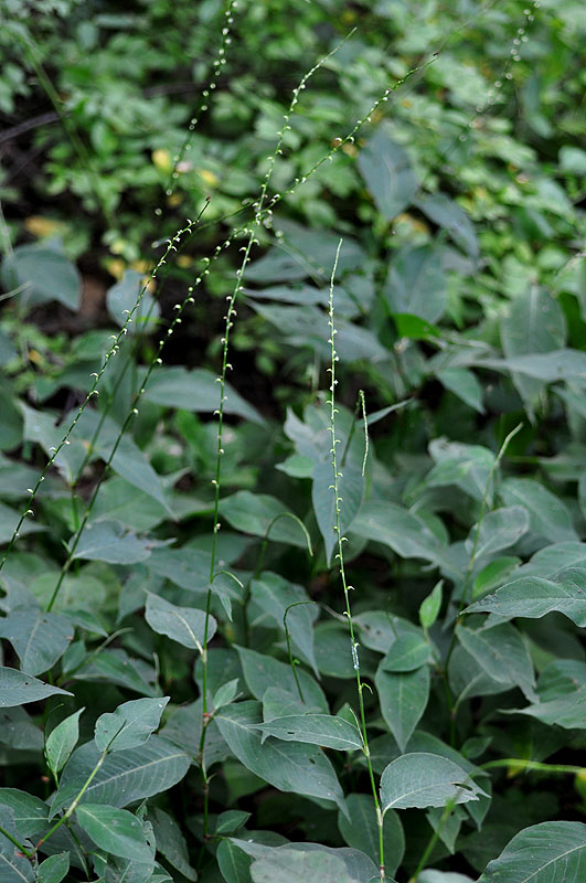 Persicaria virginiana