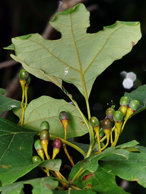 Sassafras albidum