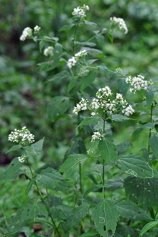 Ageratina altissima var. altissima