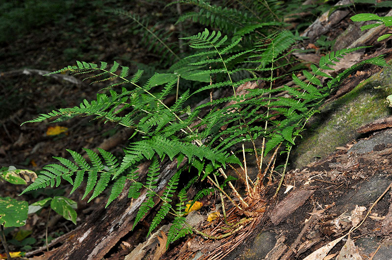 Marginal Wood-fern