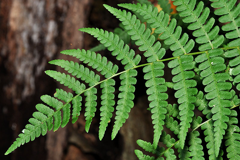 Dryopteris marginalis