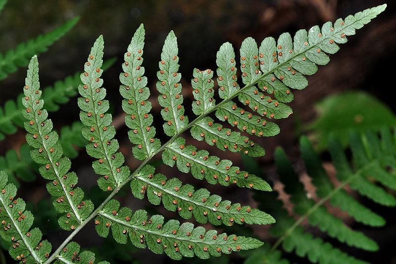 Dryopteris marginalis