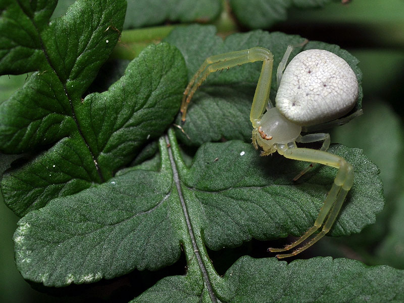 Spider on <a href=plant.php?id=0725><i>Dryopteris marginalis</i></a><br>White Clay Creek State Park, August 2011