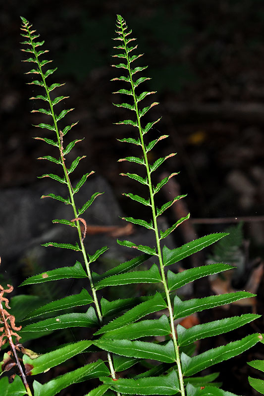 Polystichum acrostichoides