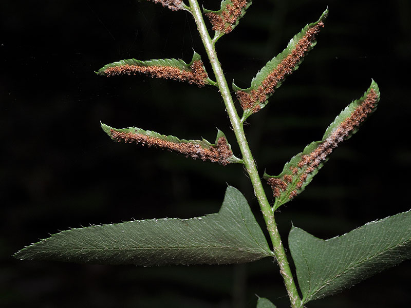 Polystichum acrostichoides