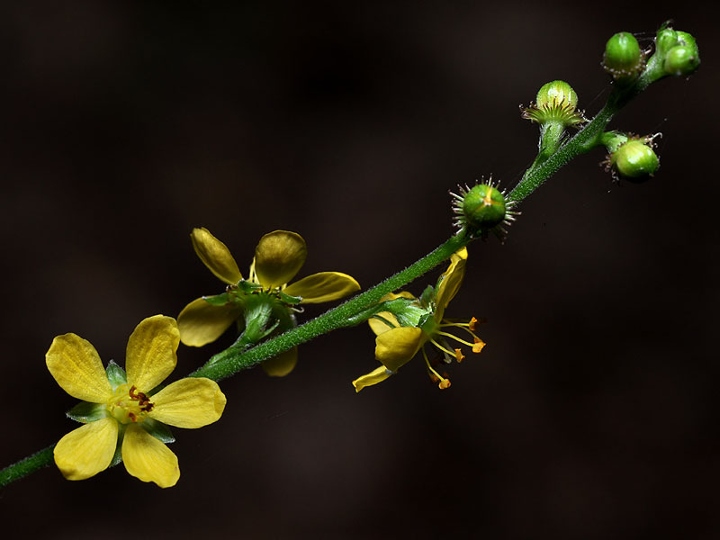 Downy Agrimony