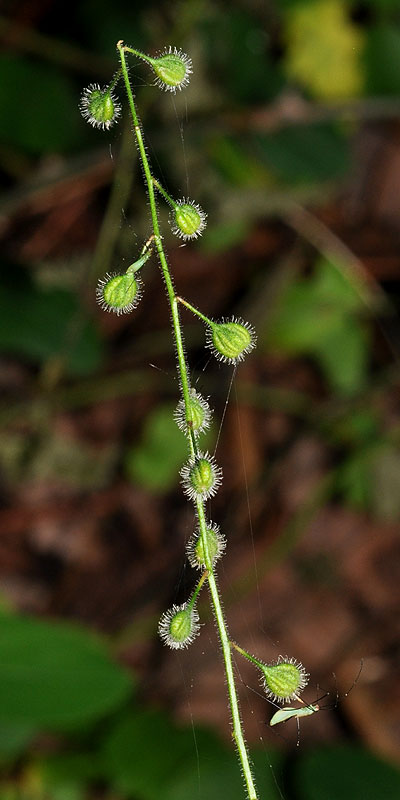 Southern Broadleaf Enchanter's Nightshade