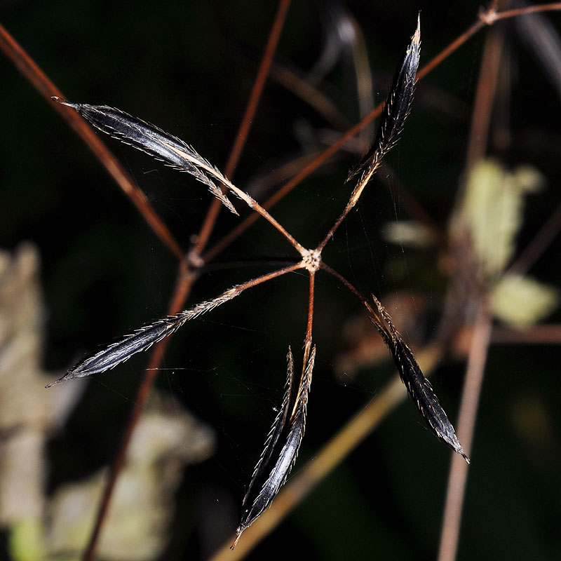 Osmorhiza longistylis