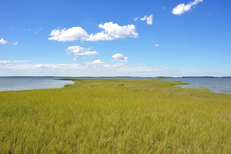 Salt Marsh Cordgrass