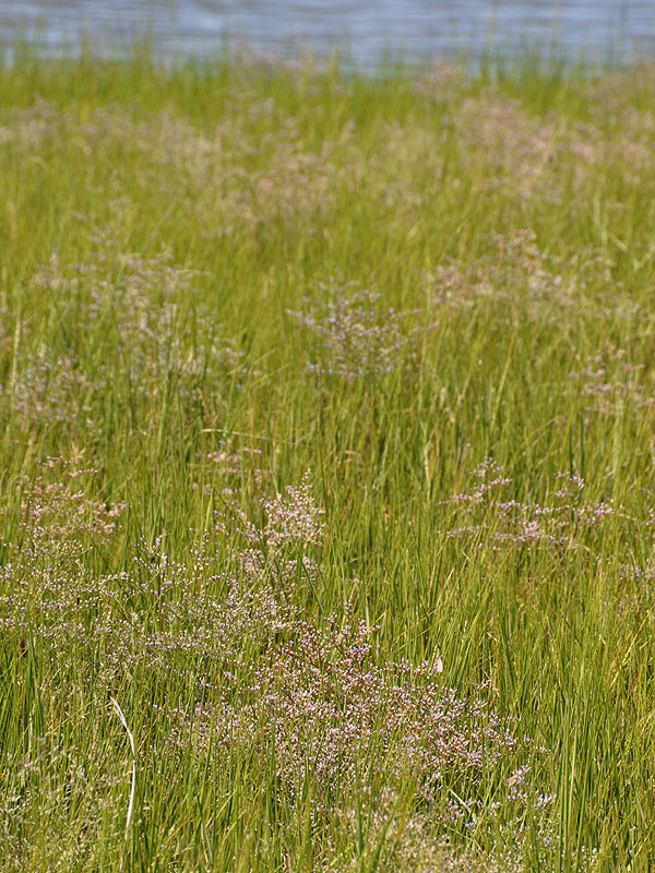 Sea-lavender