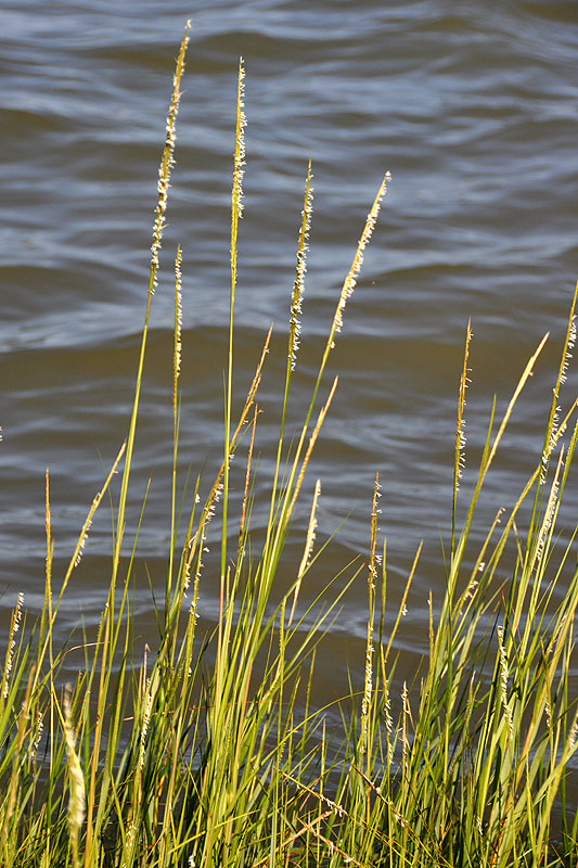 Spartina alterniflora