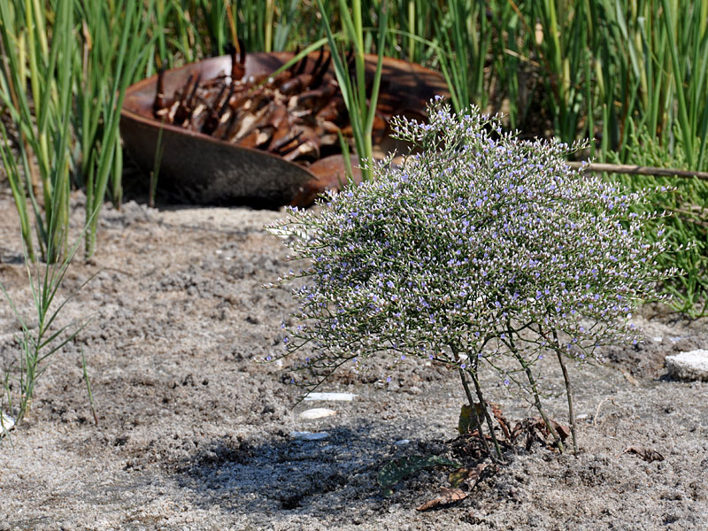 Limonium carolinianum