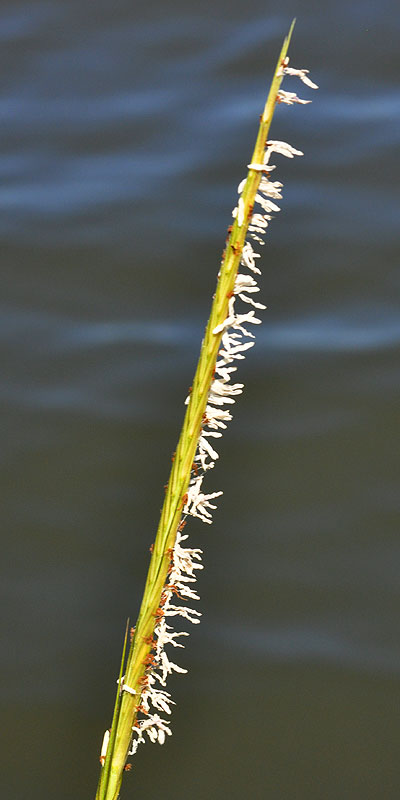 Salt Marsh Cordgrass