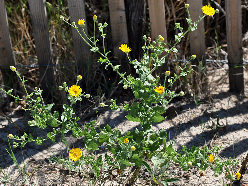 Camphorweed Goldenaster