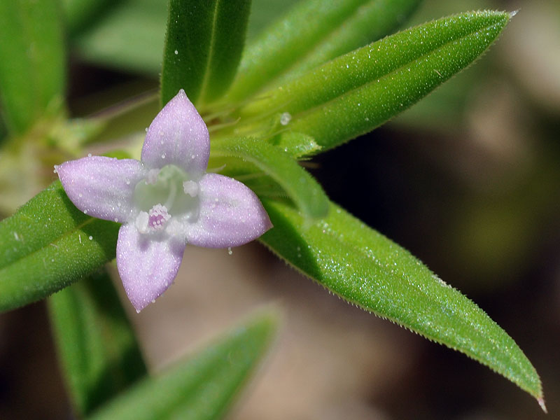 Well-drained Buttonweed