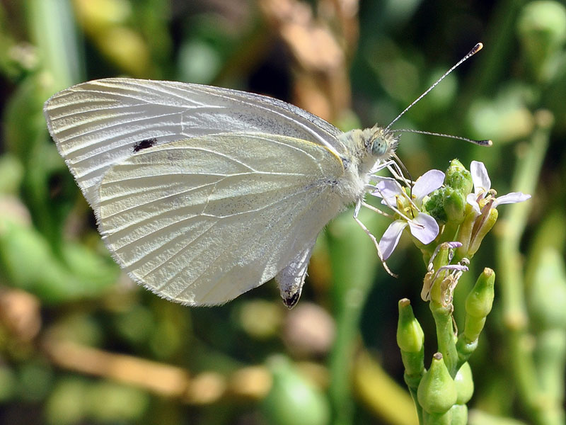 Butterfly on <a href=plant.php?id=0279><i>Cakile edentula</i></a><br>Rehoboth Beach, August 2011