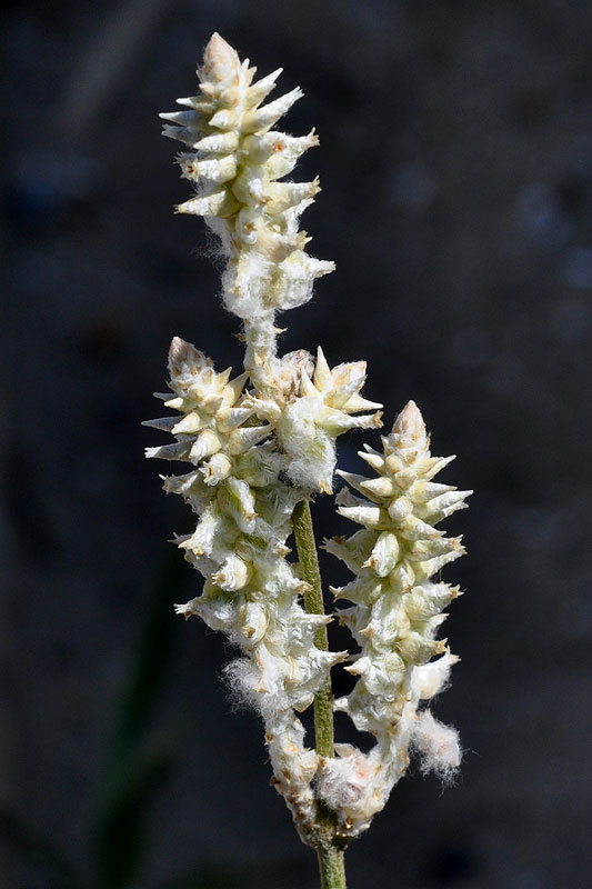 Florida Cottonweed