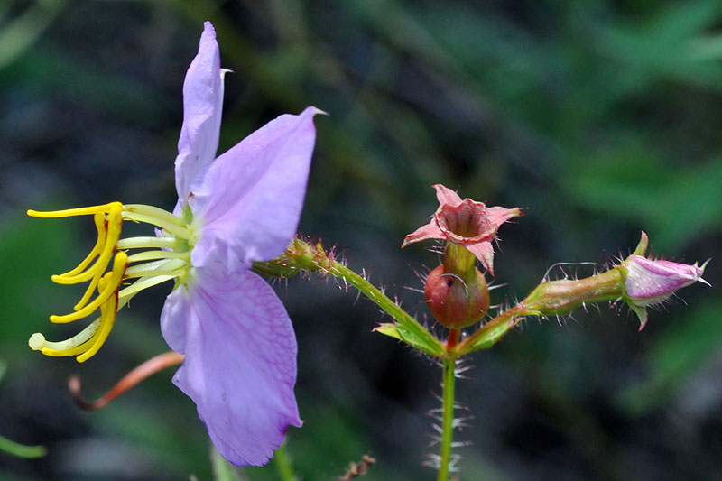 Maryland Meadowbeauty