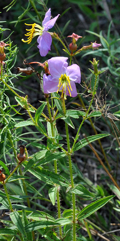 Rhexia mariana var. mariana