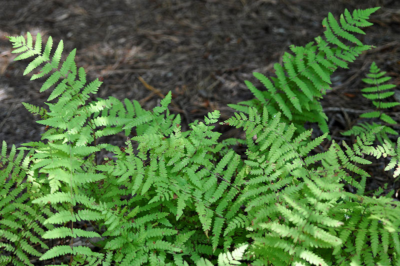 Thelypteris palustris var. pubescens