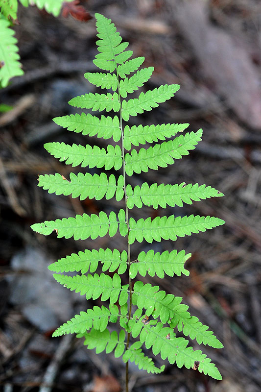 Thelypteris palustris var. pubescens