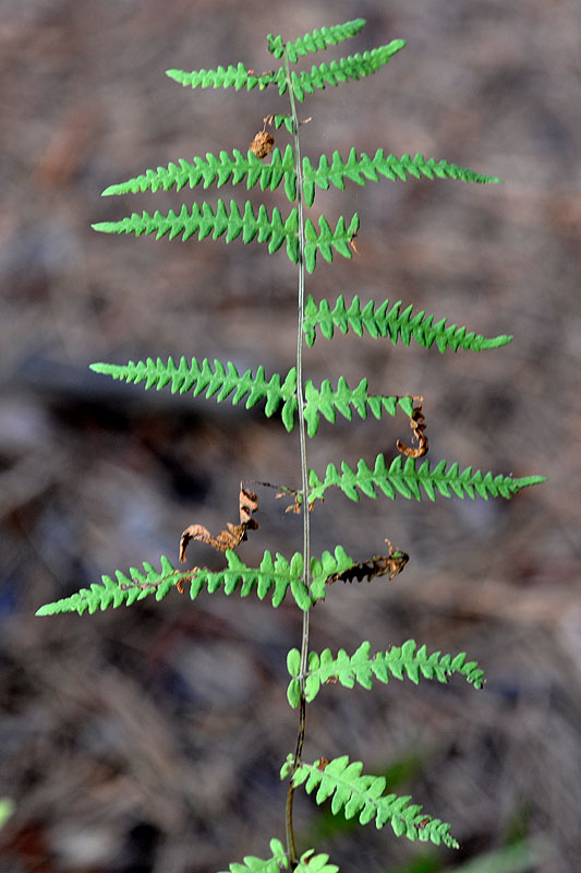 Thelypteris palustris var. pubescens