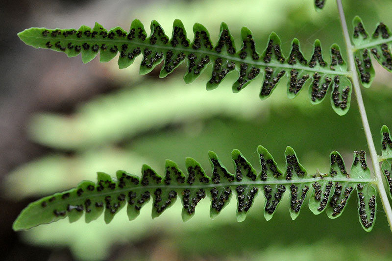 Thelypteris palustris var. pubescens