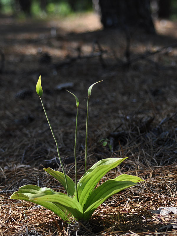 Cypripedium acaule