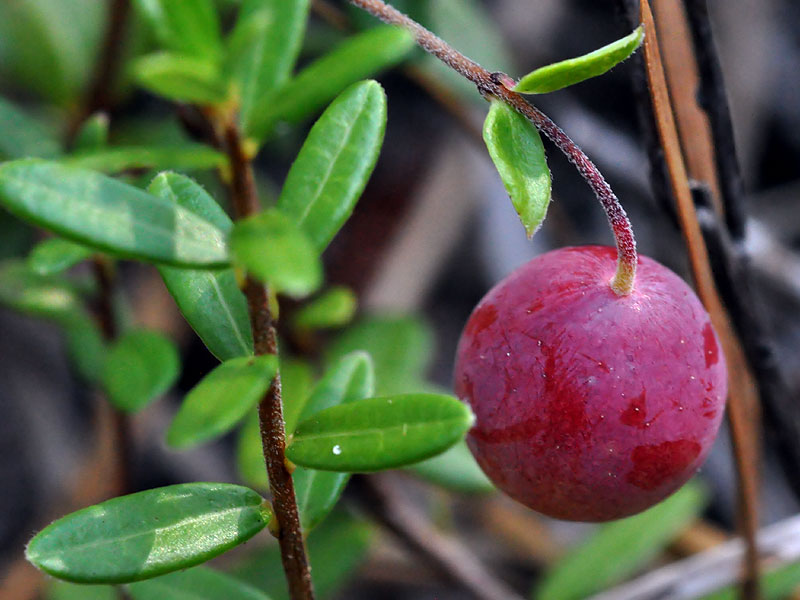 Vaccinium macrocarpon