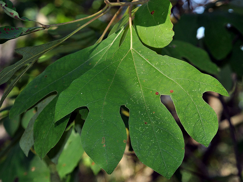 Sassafras albidum