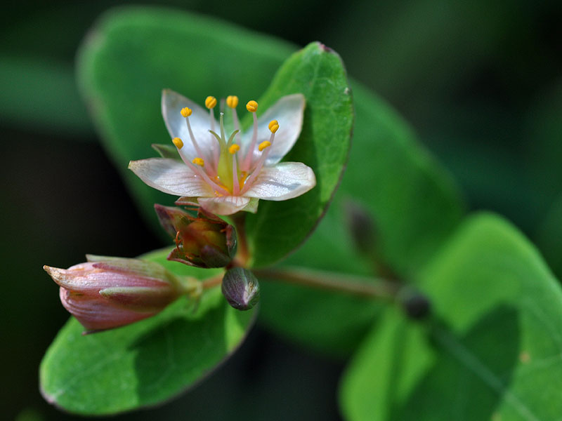 Marsh St. Johnswort