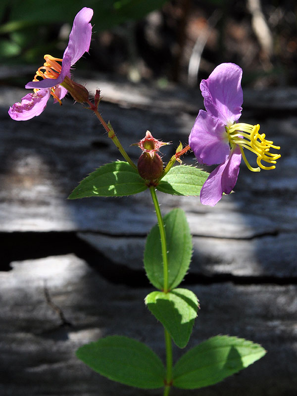 Rhexia virginica