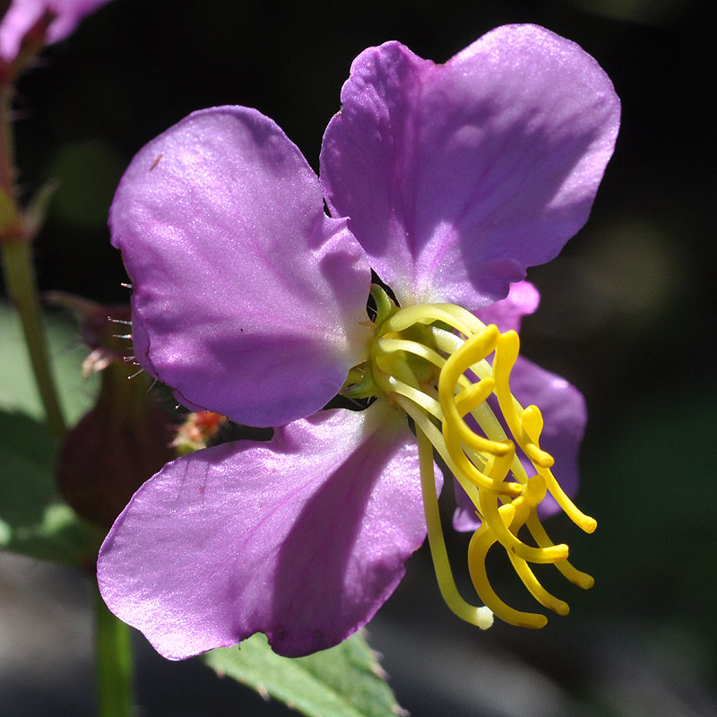 Rhexia virginica