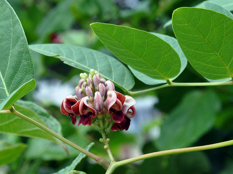 Swamp Groundnut