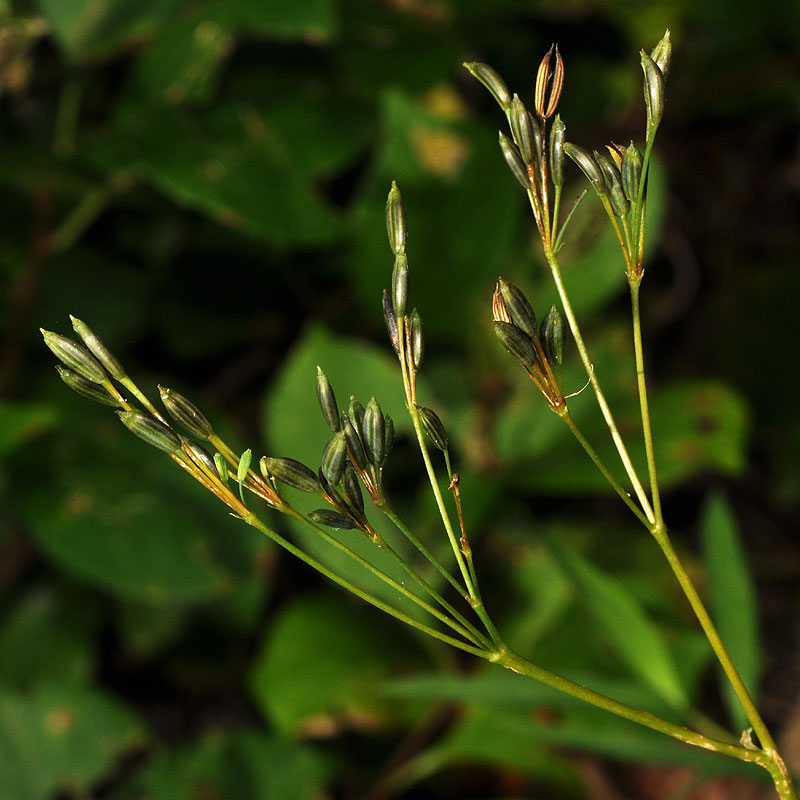 Bland Sweet-cicely