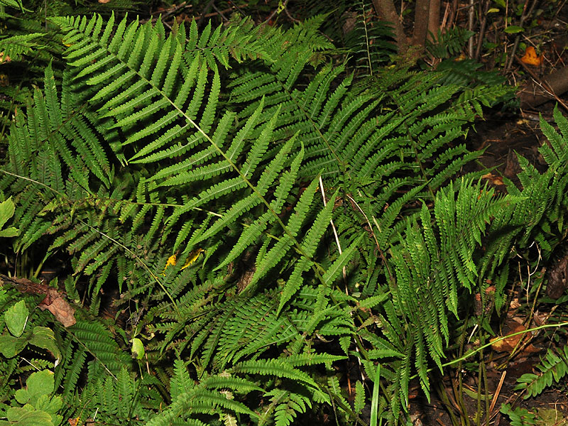 Silvery False Spleenwort