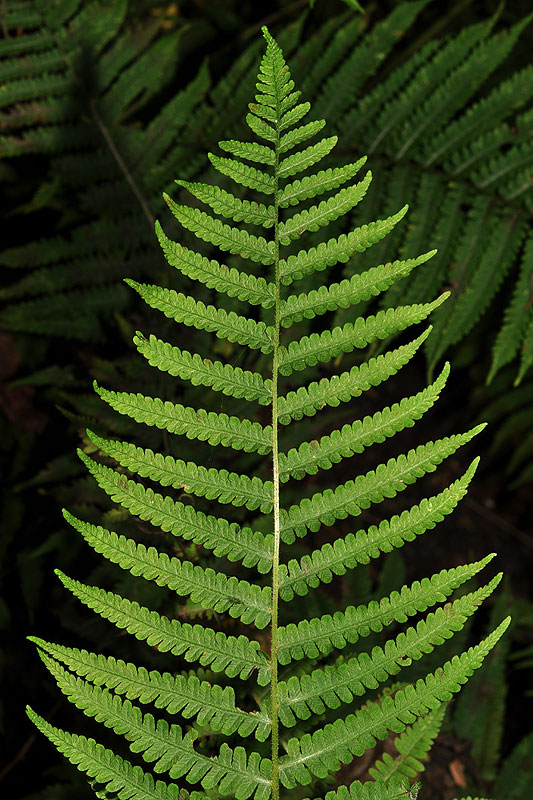 Silvery False Spleenwort