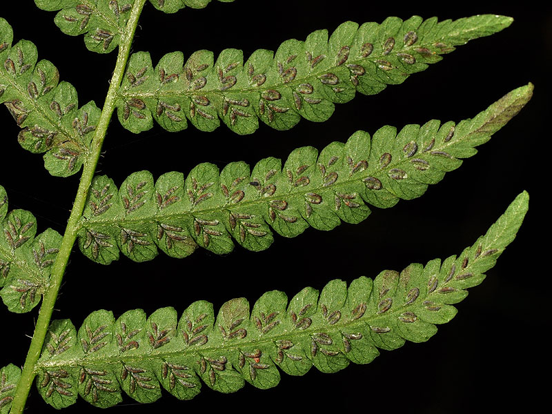 Silvery False Spleenwort